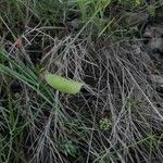 Lathyrus setifolius Fruit