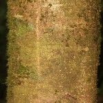 Pouteria flavilatex 樹皮