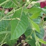 Nicotiana acuminata Blad