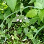 Clinopodium vulgareफूल