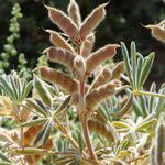 Lupinus digitatus Fruit