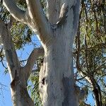 Eucalyptus tereticornis Bark