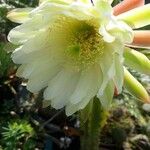 Cereus hexagonus ফুল