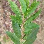 Eugenia pyriformis Leaf