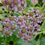 Pericallis steetzii Flor