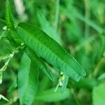 Persicaria hydropiper Folha