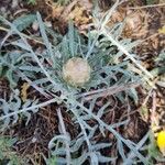 Rhaponticum coniferum पत्ता