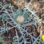 Rhaponticum coniferum Blatt