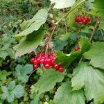 Viburnum opulusFruit