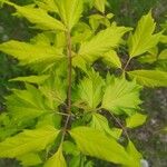 Acer negundoLeaf