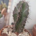 Stenocereus stellatus Levél