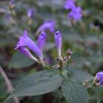 Strobilanthes bracteata 整株植物