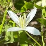 Clematis flammula Цвят