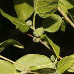 Morus celtidifolia Frucht