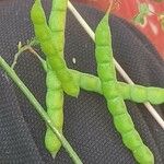 Aeschynomene indica Fruit