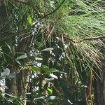 Pinus caribaea Hoja