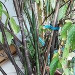 Begonia maculata 树皮