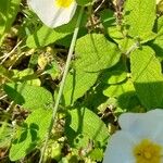 Cistus salviifolius Fuelha
