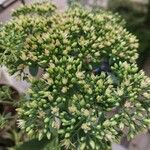 Sedum telephium Blomma