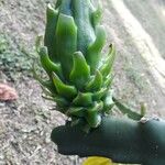 Hylocereus trigonus Плод