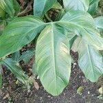 Philodendron tripartitum Ліст