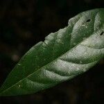 Siparuna decipiens Yaprak
