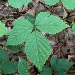 Rubus hispidus 叶