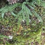 Asplenium viride Yaprak
