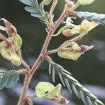 Aeschynomene elaphroxylon फल