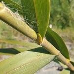 Phragmites karka പുറംതൊലി