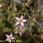 Rhodalsine geniculata Muu