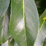 Prunus laurocerasus Leaf