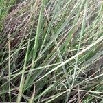 Danthonia decumbens List