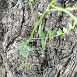 Bursera graveolens Bark