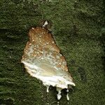 Funtumia africana Ŝelo