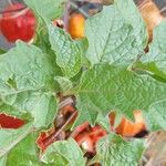 Physalis alkekengi Leaf