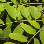 Dalbergia glomerata Leaf