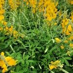 Genista monspessulana Агульны выгляд