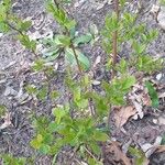 Spiraea salicifolia Habit