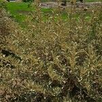 Phlomis purpurea Blad