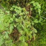 Asplenium x alternifolium 葉