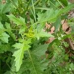 Sisymbrium erysimoides Leaf