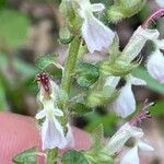 Teucrium siculum Blüte