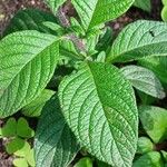 Heliotropium arborescens Ліст