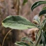 Silene densiflora Leaf