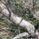 Melaleuca huegelii кора
