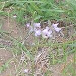 Verbena halei Květ