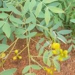 Senna alexandrina Fruit