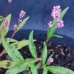 Persicaria maculosaLeaf