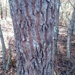 Oxydendrum arboreum Coajă